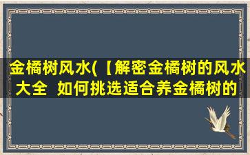 金橘树风水(【解密金橘树的风水大全  如何挑选适合养金橘树的家居氛围】)